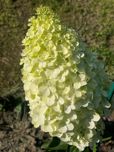 Гортензія волотиста Діамантіно (Hydrangea paniculata Diamantino®) - 6