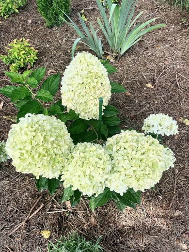 Гортензія волотиста Лівінг Самер Лав(Hydrangea paniculata Living Summer Love® ) - 10