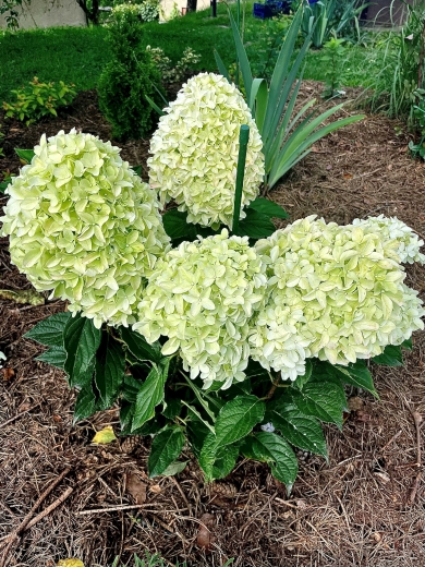 Гортензія волотиста Лівінг Самер Лав(Hydrangea paniculata Living Summer Love® ) - 12