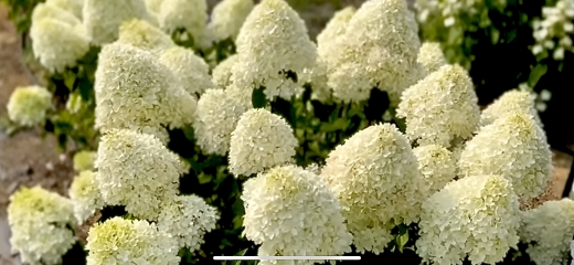 Гортензія волотиста Лівінг Самер Лав(Hydrangea paniculata Living Summer Love® ) - 2