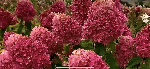 Гортензія волотиста Лівінг Самер Лав(Hydrangea paniculata Living Summer Love® ) - 3