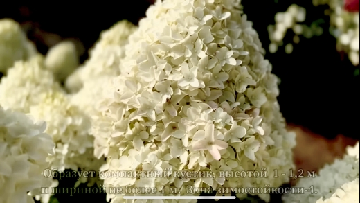 Гортензія волотиста Лівінг Самер Лав(Hydrangea paniculata Living Summer Love® ) - 4