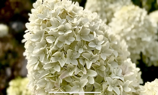 Гортензія волотиста Лівінг Самер Лав(Hydrangea paniculata Living Summer Love® ) - 6