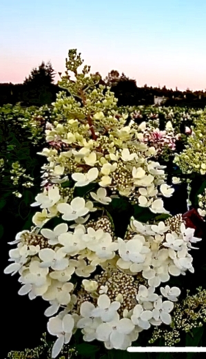 Гортензія волотиста Меджикал Фаєр (Hydrangea paniculata Magical Fire®) - 2