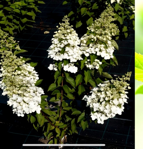 Гортензія волотиста Меджикал Фаєр (Hydrangea paniculata Magical Fire®) - 4