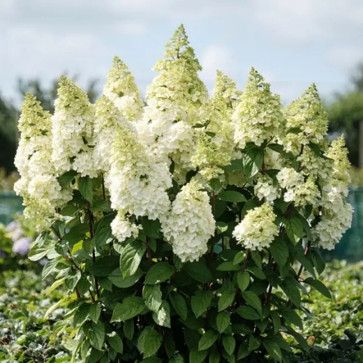 Гортензія волотиста Меджикал Кіліманджаро® (Hydrangea paniculata Magical Kilimanjaro® ) - 2