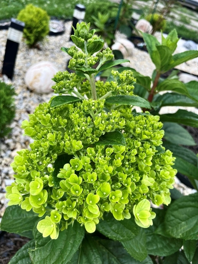 Гортензія волотиста Меджикал Кіліманджаро® (Hydrangea paniculata Magical Kilimanjaro® ) - 6