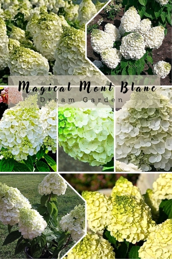 Гортензія волотиста Меджикал Мон Бланк (Hydrangea paniculata Magical Mon Blanc®) - 1