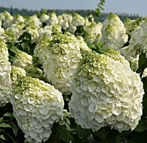 Гортензія волотиста Меджикал Мон Бланк (Hydrangea paniculata Magical Mon Blanc®) - 3