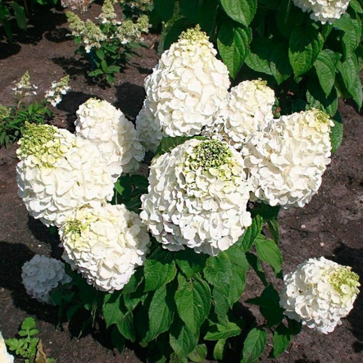 Гортензія волотиста Меджикал Мон Бланк (Hydrangea paniculata Magical Mon Blanc®) - 4