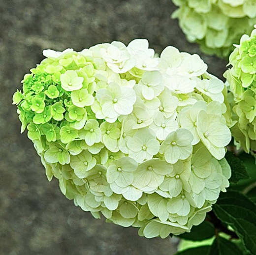 Гортензія волотиста Меджикал Мон Бланк (Hydrangea paniculata Magical Mon Blanc®) - 6
