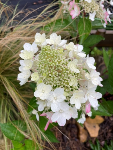 . Гортензія волотиста Муджикал Везувіо (Hydrangea paniculata Magical Vesuvius®) - 2