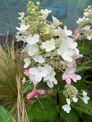 . Гортензія волотиста Муджикал Везувіо (Hydrangea paniculata Magical Vesuvius®) - 3