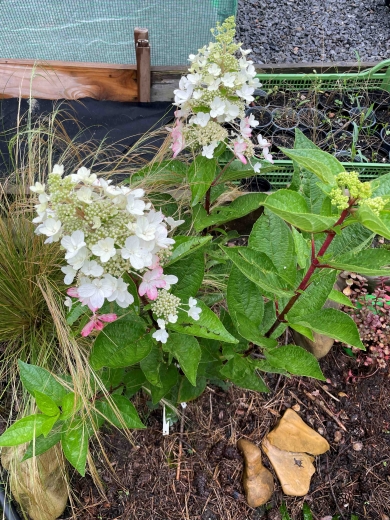 . Гортензія волотиста Муджикал Везувіо (Hydrangea paniculata Magical Vesuvius®) - 4
