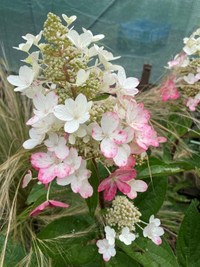 . Гортензія волотиста Муджикал Везувіо (Hydrangea paniculata Magical Vesuvius®) - 5