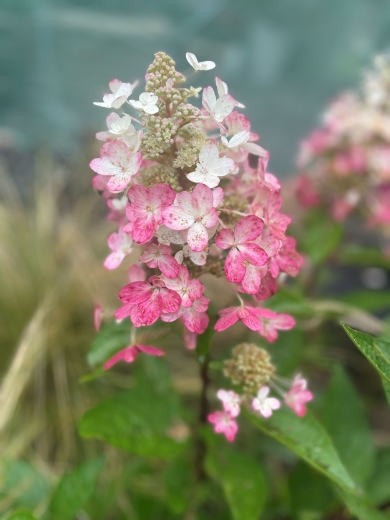 . Гортензія волотиста Муджикал Везувіо (Hydrangea paniculata Magical Vesuvius®) - 6