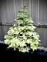 Гортензія волотиста Confetti® (Hydrangea paniculata Confetti®) Р9- 0.5л - 3