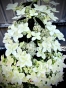 Гортензія волотиста Confetti® (Hydrangea paniculata Confetti®) Р9- 0.5л - 4