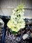 Гортензія волотиста Confetti® (Hydrangea paniculata Confetti®) Р9- 0.5л - 5