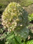 Гортензія волотиста Піксіо (Hydrangea paniculata ‘Pixio’) - 2
