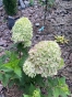 Гортензія волотиста Піксіо (Hydrangea paniculata ‘Pixio’) - 3