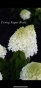 Гортензія волотиста Лівінг Шуга Раш(Hydrangea paniculata Living Sugar Rush®) - 3