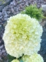Гортензія волотиста Лівінг Шуга Раш(Hydrangea paniculata Living Sugar Rush®) - 6