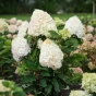 Гортензія волотиста Меджикал Маунтейн Малінше (Hydrangea paniculata ‘Magical Mountain Malinche’) - 3