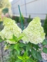 Гортензія волотиста Меджикал Маунтейн Малінше (Hydrangea paniculata ‘Magical Mountain Malinche’) - 4
