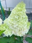 Гортензія волотиста Меджикал Маунтейн Малінше (Hydrangea paniculata ‘Magical Mountain Malinche’) - 6
