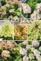 Гортензія волотиста Панфлора (Hydrangea paniculata ‘Panflora’) - 1