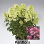 Гортензія волотиста Панфлора (Hydrangea paniculata ‘Panflora’) - 2