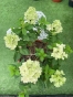 Гортензія волотиста Панфлора (Hydrangea paniculata ‘Panflora’) - 3