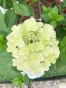 Гортензія волотиста Панфлора (Hydrangea paniculata ‘Panflora’) - 4