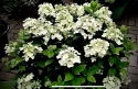 Гортензія волотиста Панфлора (Hydrangea paniculata ‘Panflora’) - 6