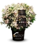 Гортензія волотиста Полестар (Hydrangea paniculata ‘Polestar’) - 2