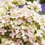 Гортензія волотиста Полестар (Hydrangea paniculata ‘Polestar’) - 3