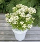 Гортензія волотиста Полестар (Hydrangea paniculata ‘Polestar’) - 5
