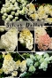 Гортензія волотиста Сільвер Долар (Hydrangea paniculata Silver Dollar®) - 1