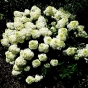 Гортензія волотиста Сільвер Долар (Hydrangea paniculata Silver Dollar®) - 2