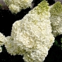 Гортензія волотиста Сільвер Долар (Hydrangea paniculata Silver Dollar®) - 4