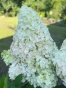 Гортензія волотиста Сільвер Долар (Hydrangea paniculata Silver Dollar®) - 6