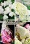 Гортензія волотиста Діамантіно (Hydrangea paniculata Diamantino®) - 1