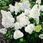 Гортензія волотиста Діамантіно (Hydrangea paniculata Diamantino®) - 2