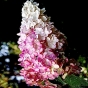 Гортензія волотиста Діамантіно (Hydrangea paniculata Diamantino®) - 3