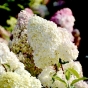 Гортензія волотиста Діамантіно (Hydrangea paniculata Diamantino®) - 4