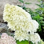 Гортензія волотиста Діамантіно (Hydrangea paniculata Diamantino®) - 5