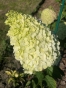 Гортензія волотиста Діамантіно (Hydrangea paniculata Diamantino®) - 7