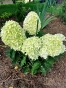 Гортензія волотиста Лівінг Самер Лав(Hydrangea paniculata Living Summer Love® ) - 12