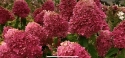 Гортензія волотиста Лівінг Самер Лав(Hydrangea paniculata Living Summer Love® ) - 3